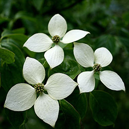 Cornejo chino de flores blancas